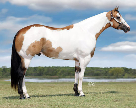 Stallion Service Auction