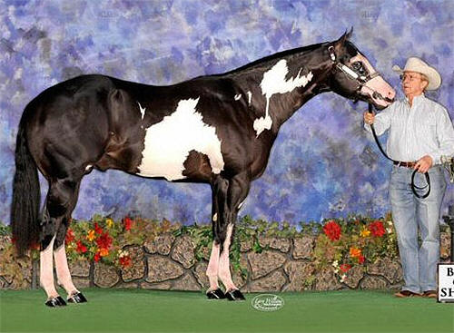 Stallion Service Auction